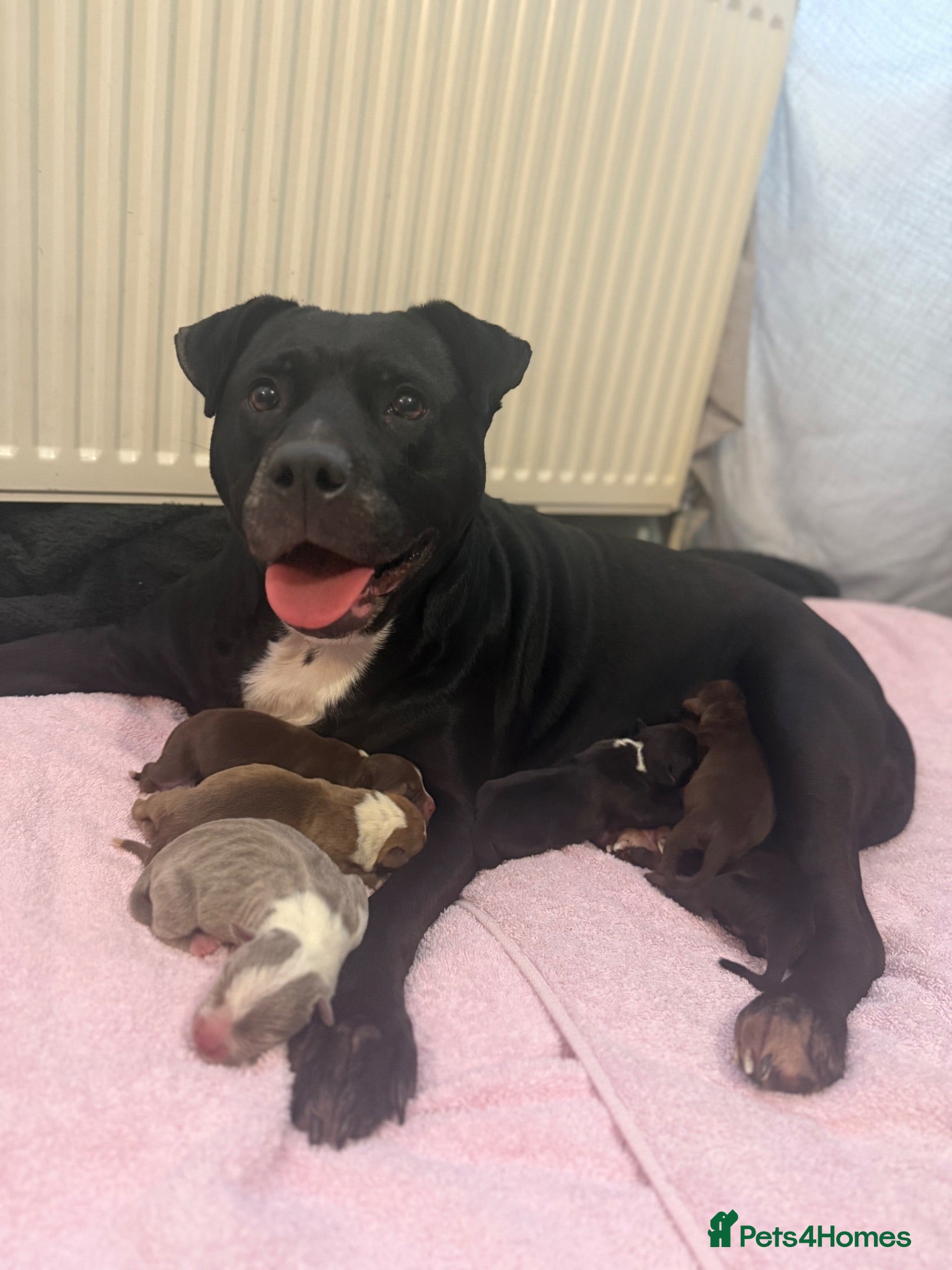 Mixed Breed dogs Stuffy X American Bully Pups - Advert 1
