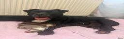 Mixed Breed dogs for sale: Stuffy X American Bully Pups - Advert 1