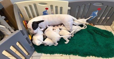 Bull Terrier dogs in Gateshead - Advert 10