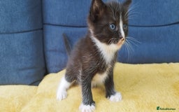 Ragdoll cats for sale: Half Ragdoll - one boy and four girls - Image 14