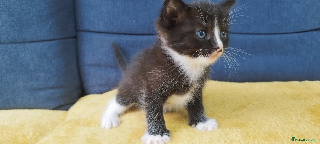 Ragdoll cats for sale: Half Ragdoll - one boy and four girls - Image 14