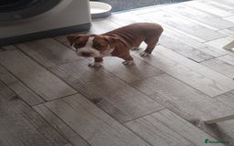 American Bull Staffy dogs for sale: Exceptional  - Image 1