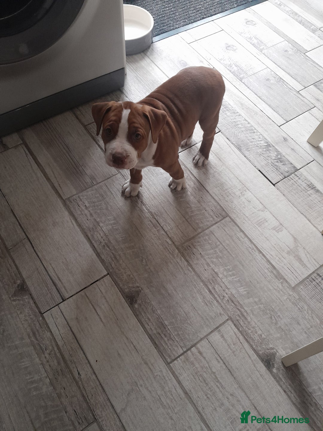 American Bull Staffy dogs for sale: Exceptional  - Image 1