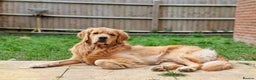 Golden Retriever dogs for stud: KC Registered Golden Retriever Stud in Crawley - Advert 6