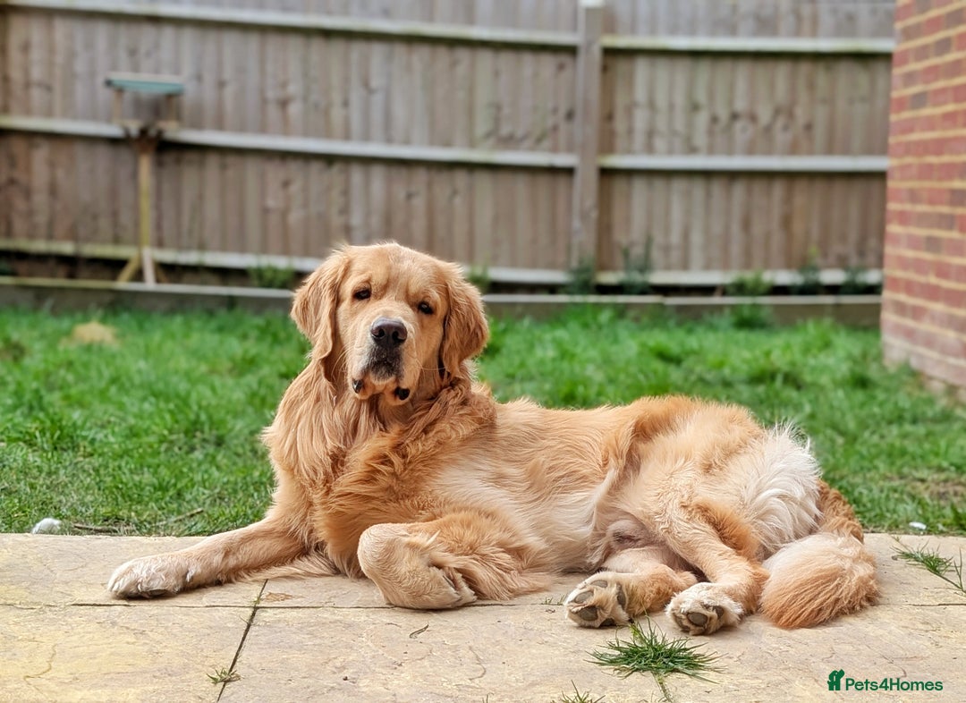 Golden Retriever dogs for stud: KC Registered Golden Retriever Stud in Crawley - Advert 6
