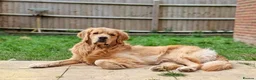 Golden Retriever dogs for stud: KC Registered Golden Retriever Stud - Advert 6