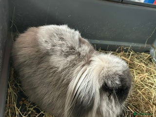 Mini Lion Lop rabbits - Advert 2