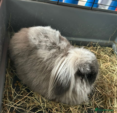 Mini Lion Lop rabbits - Advert 1