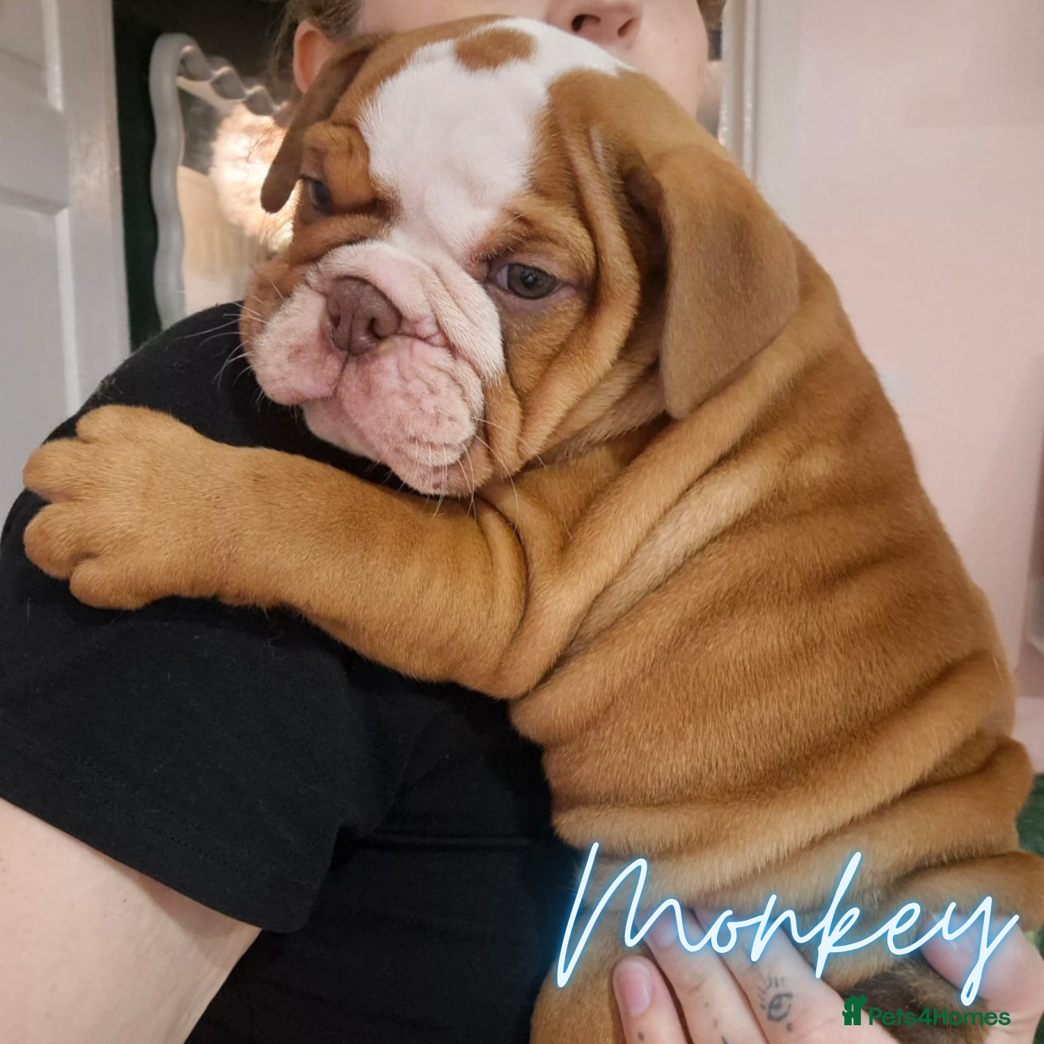 English Bulldog dogs 2 BOYS READY TO LEAVE Kennel Club British Bulldogs - Advert 2