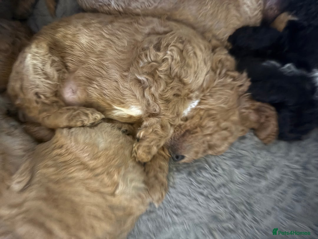 Cavapoo dogs for sale: Beautiful cavapoo puppies from a family home - Advert 18