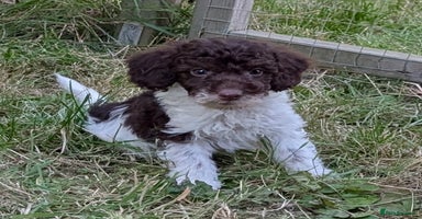 Cockapoo dogs - Advert 12