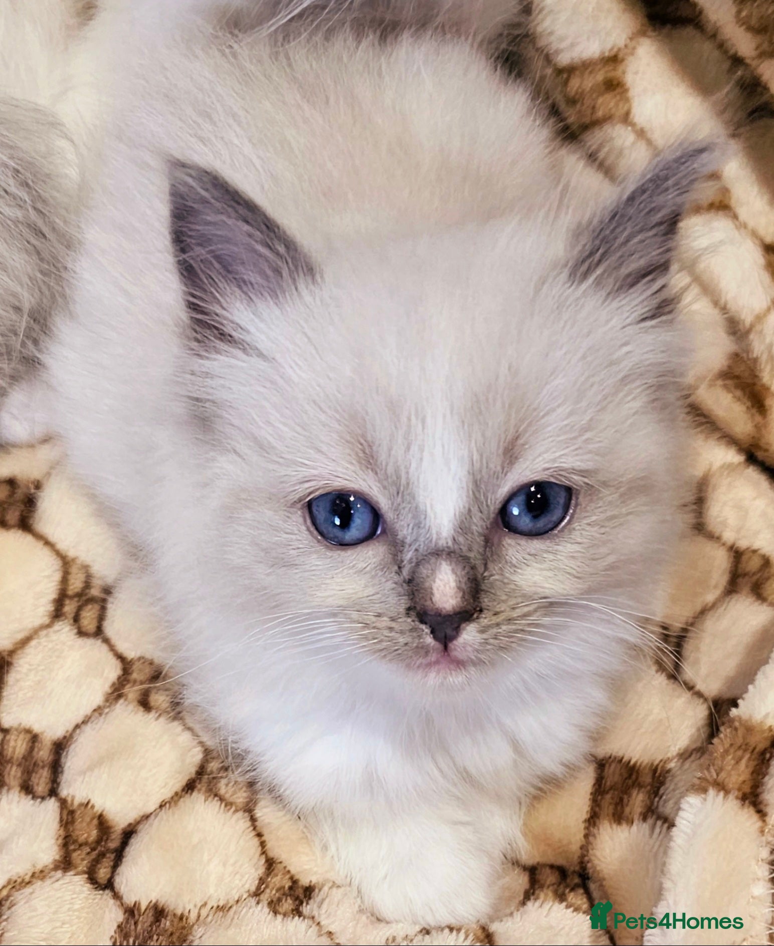 Ragdoll cats stunning  little  ragdoll  kittens  - Advert 13