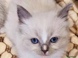 Ragdoll cats stunning little ragdoll kittens - Advert 13