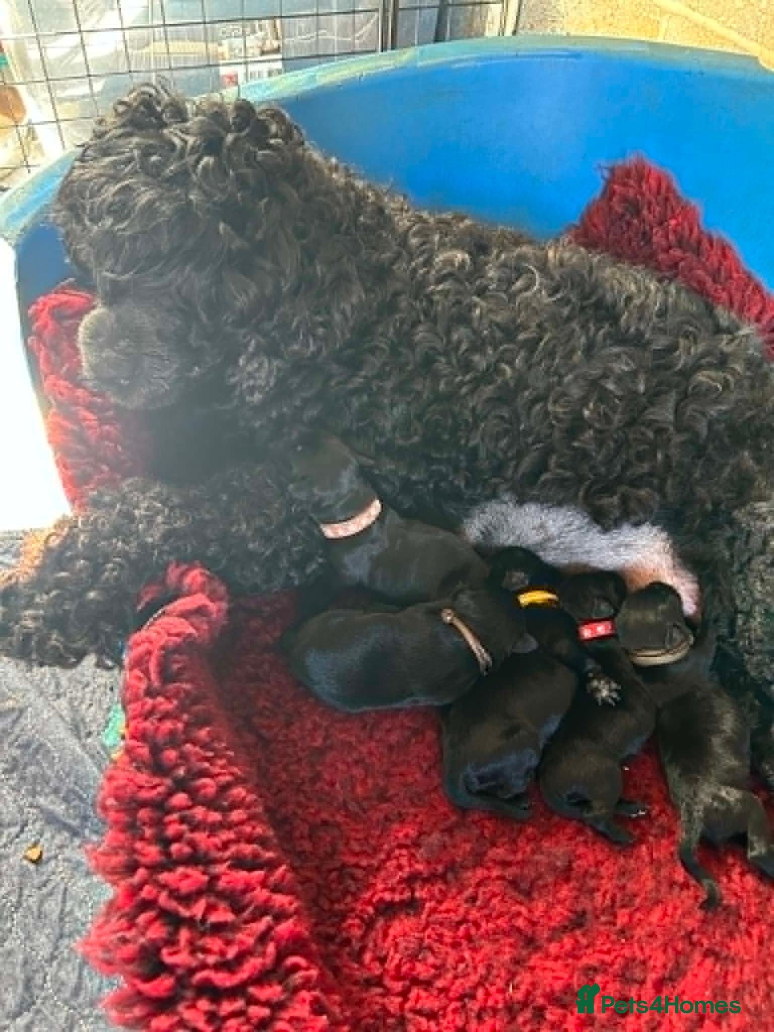 Mixed Breed dogs Portuguese Water Dog X Labrador - Advert 2