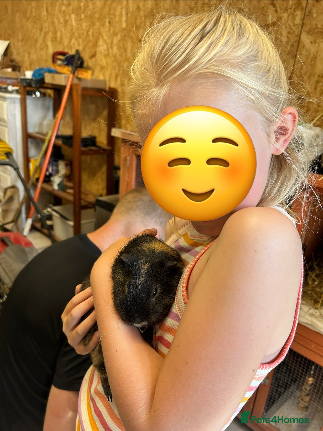 Guinea Pig rodents for sale: 2 Friendly boy guinea pigs looking for a new home - Advert 6