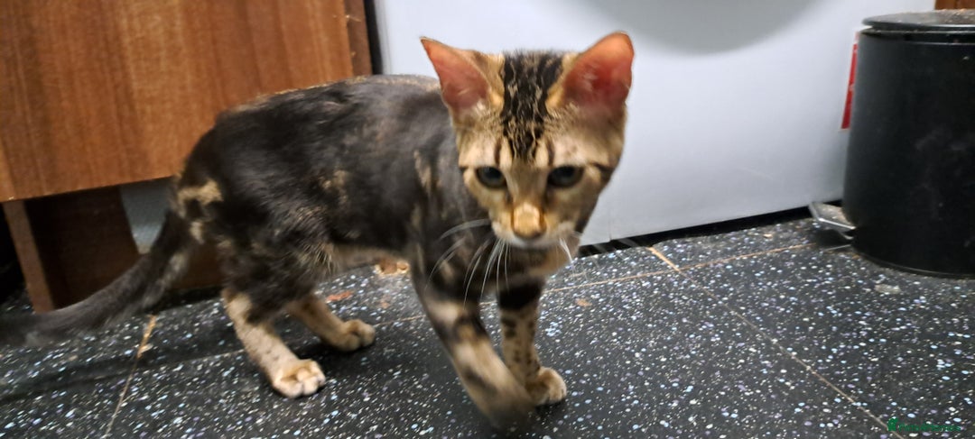 Bengal cats for sale: Pure Female Bengal Kitten £250 - Image 15