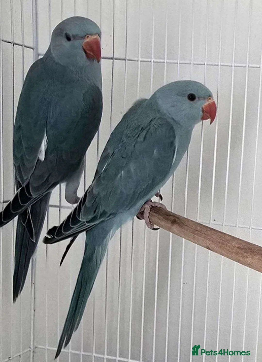 Parrots birds for sale: Cheeky Little Characters with Tons of Personality in Redditch - Advert 2