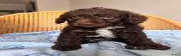 Mixed Breed dogs for sale: 2 Male F1b Beaglepoo - Advert 5