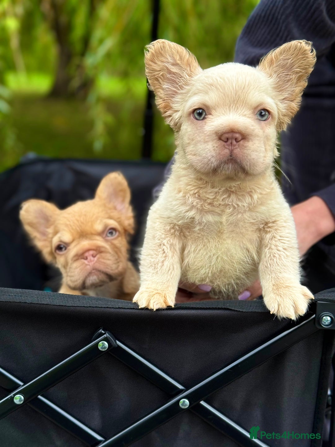 French Bulldog dogs for sale: Visual Fluffy New Shade Frenchies 💎  - Advert 39