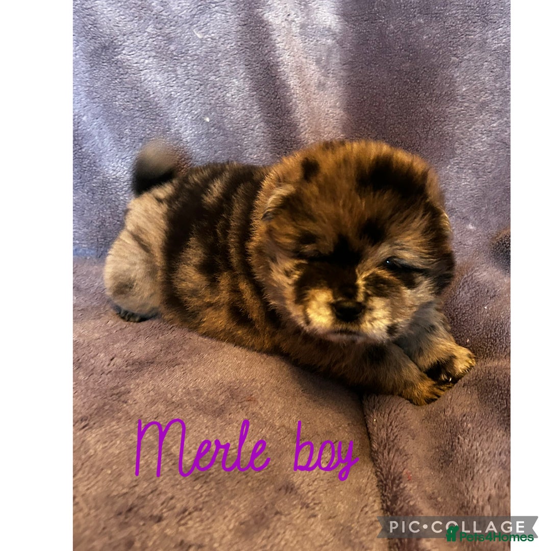 Chow Chow dogs for sale: Stunning chow chow puppies  - Advert 38