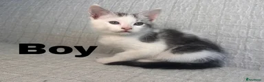 Maine Coon 6
