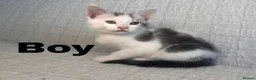 Maine Coon cats for sale: STUNNING MAINE COON KITTENS - Advert 20