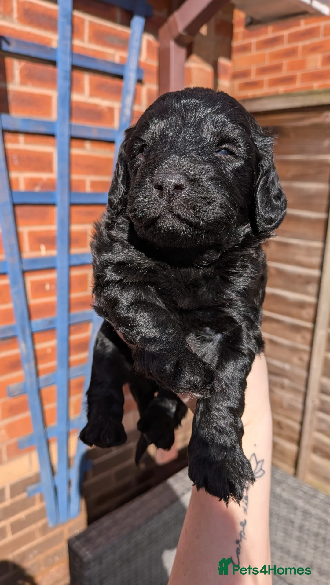 Cockapoo dogs for sale: Stunning Toy Cockapoo Puppies - Advert 40