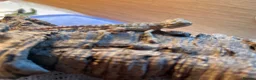 Dragon reptiles for sale: Baby Rankin's dragons  in Stoke-on-Trent - Advert 2