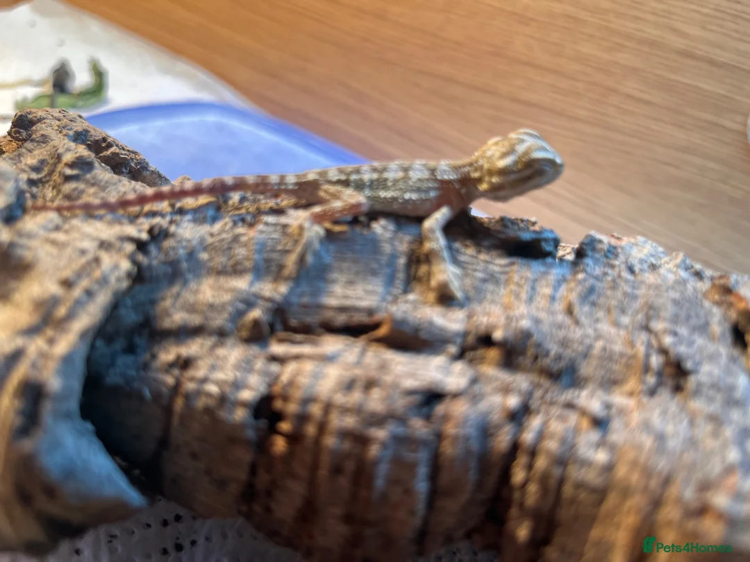 Dragon reptiles for sale: Baby Rankin's dragons  in Stoke-on-Trent - Advert 2