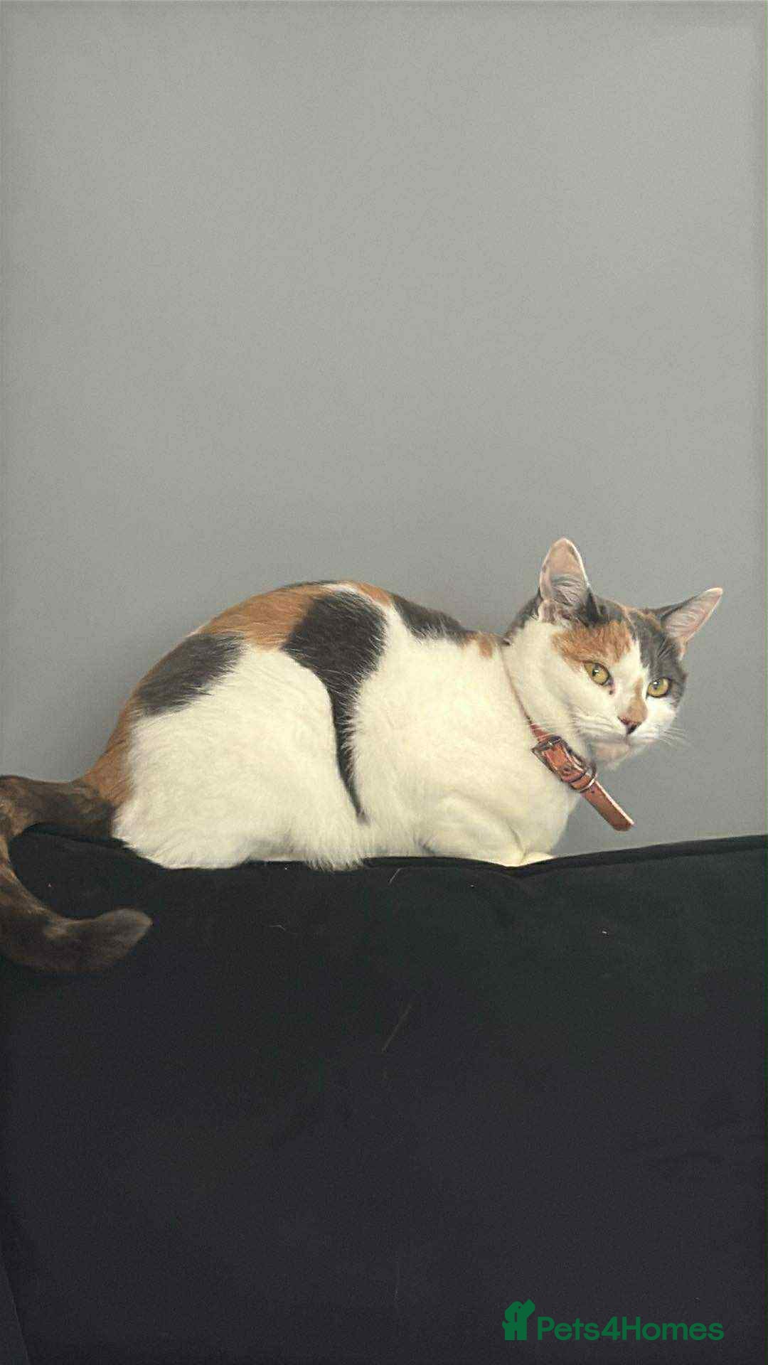 Mixed Breed cats for sale: Beautiful blue calico - Image 2