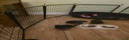 Border Terrier dogs for sale: Border terrier puppies  - Advert 4