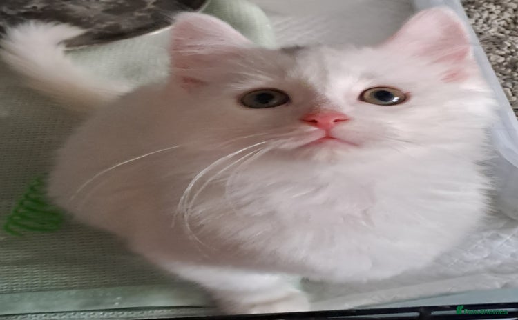 Mixed Breed cats 1 Stunning white male kitten up for sale - Advert 2