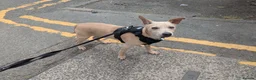 Patterjack dogs for sale: Lovely Patterjack Milo  in Neath - Advert 1