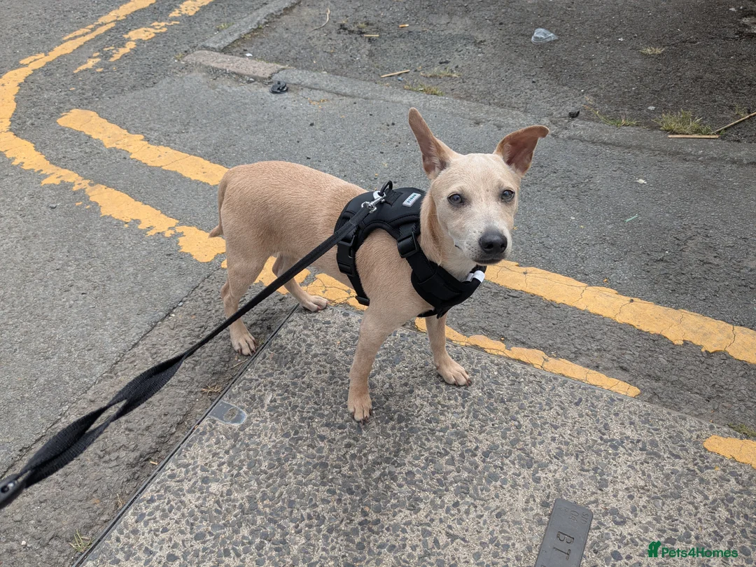 Patterjack dogs for sale: Lovely Patterjack Milo  in Neath - Advert 1