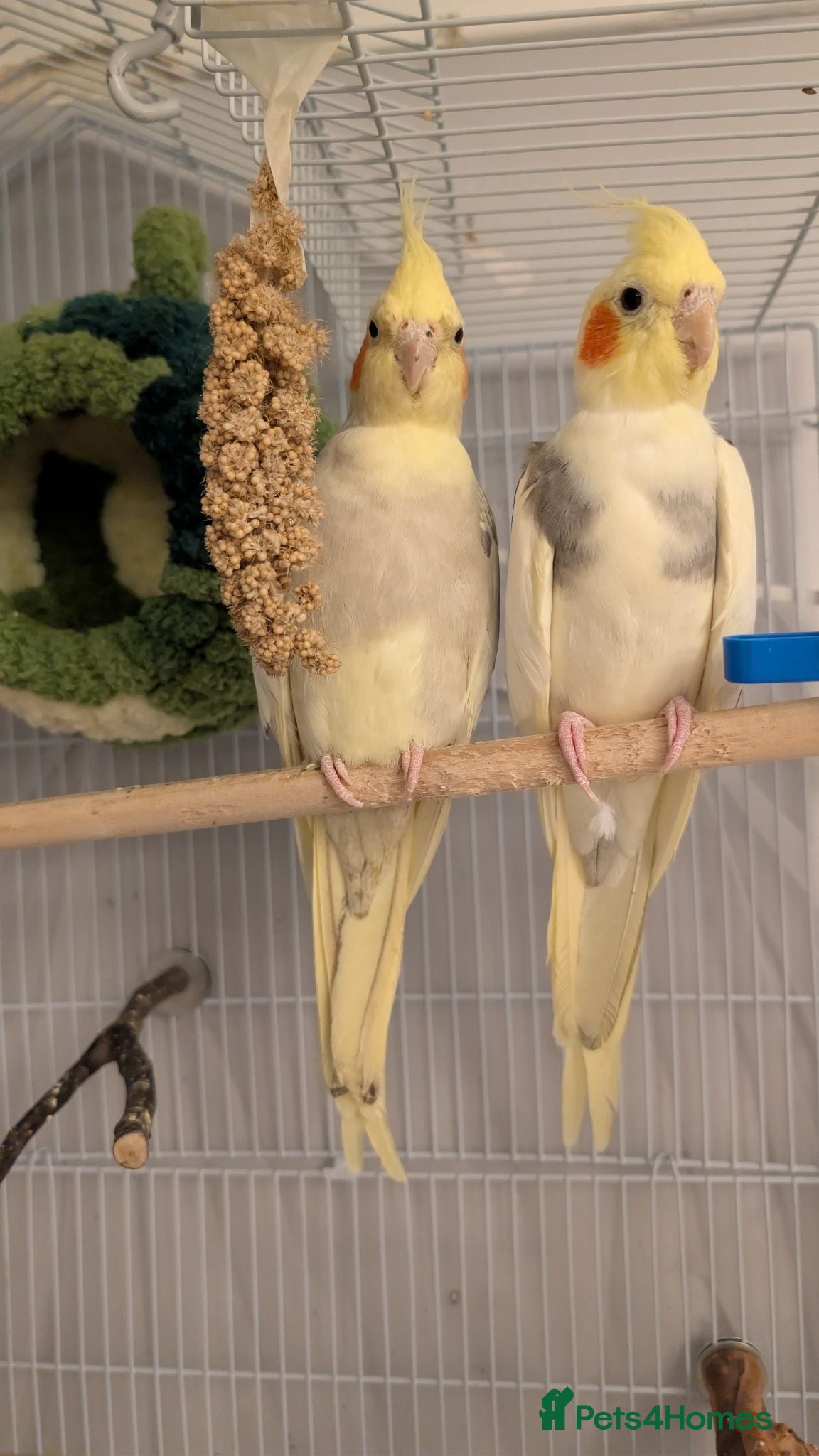 Cockatiels birds Boy and girl cocktiel couple - Advert 4