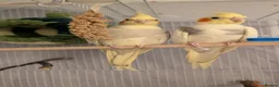 Cockatiels birds for sale: Boy and girl cocktiel couple - Advert 1