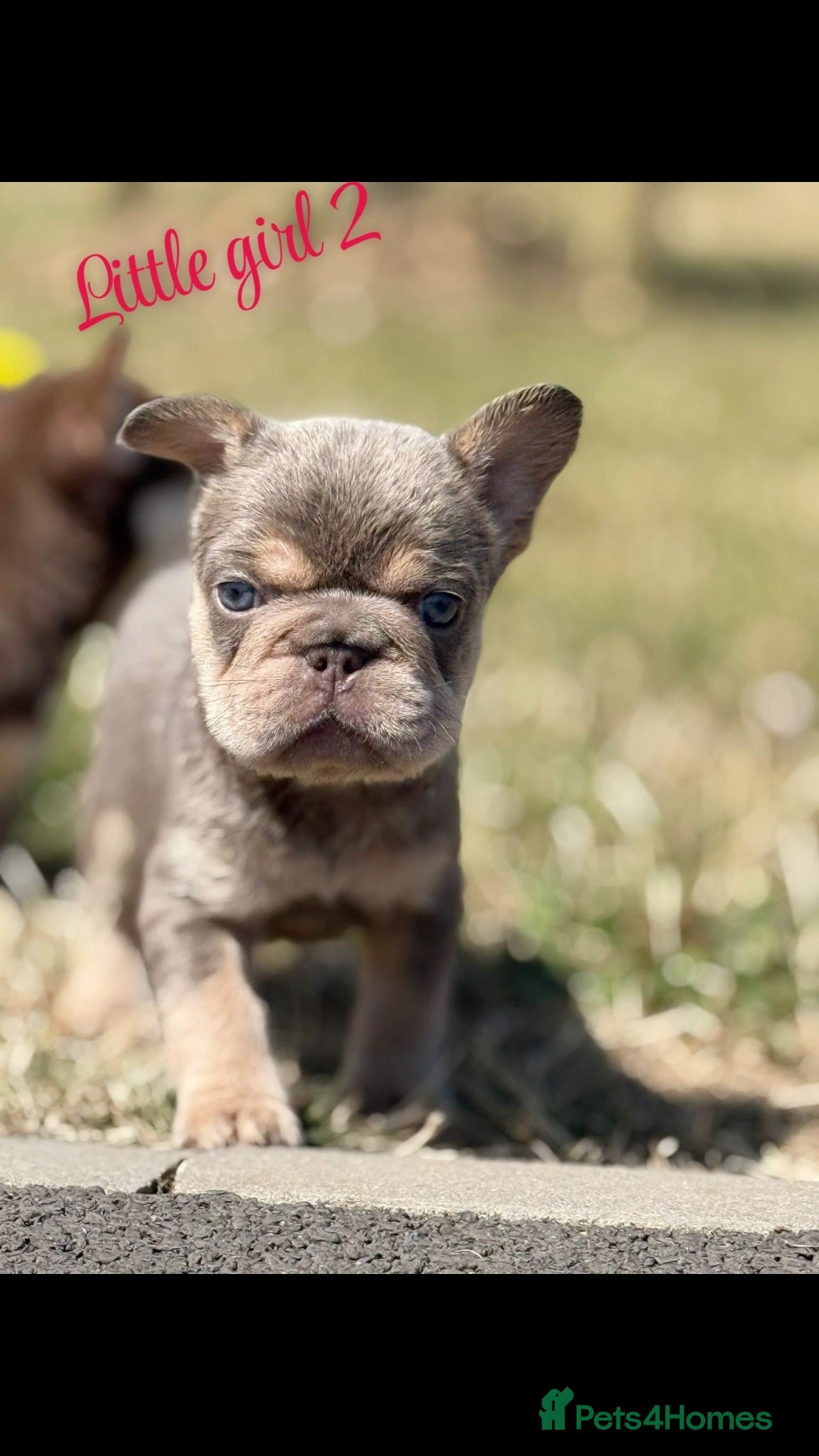 French Bulldog dogs BeautifulFloodle mixed pink carry, French bulldogs - Advert 1