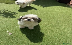 Maltipoo dogs for stud: PROVEN Minnie Gorgeous white and silver Stud - Image 6