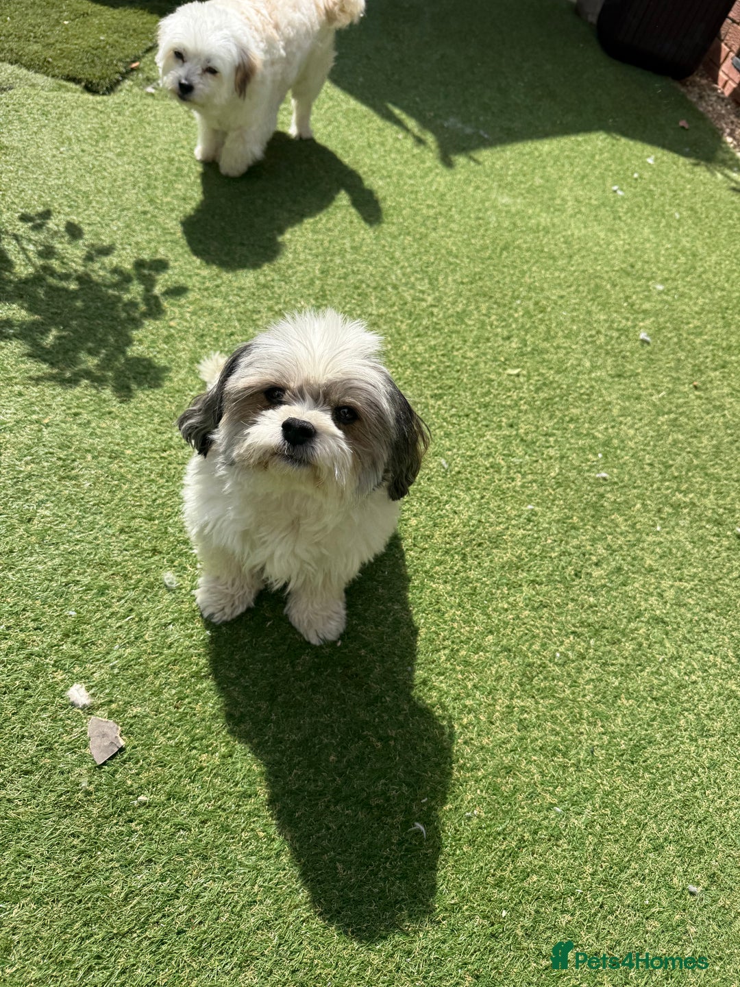 Maltipoo dogs for stud: PROVEN Minnie Gorgeous white and silver Stud - Image 6