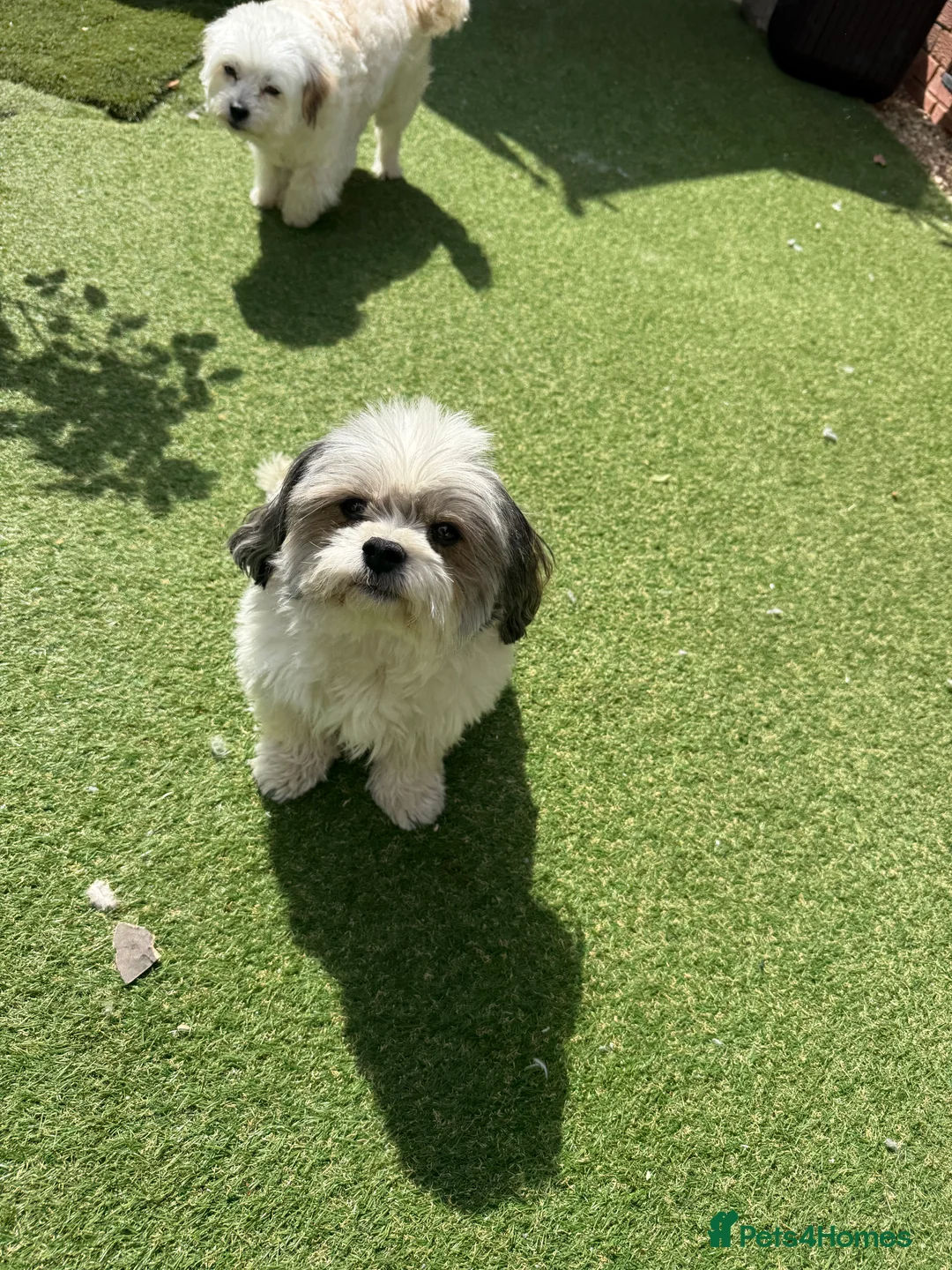 Maltipoo dogs for stud: PROVEN Minnie Gorgeous white and silver Maltipoo - Advert 6