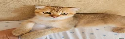 Scottish Fold cats for sale: Pedigree😻SF TICA registered😻kittens😻 - Advert 12