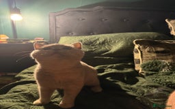 British Shorthair cats for sale: Ready nowBeautiful lilac tortie kitten - Image 7