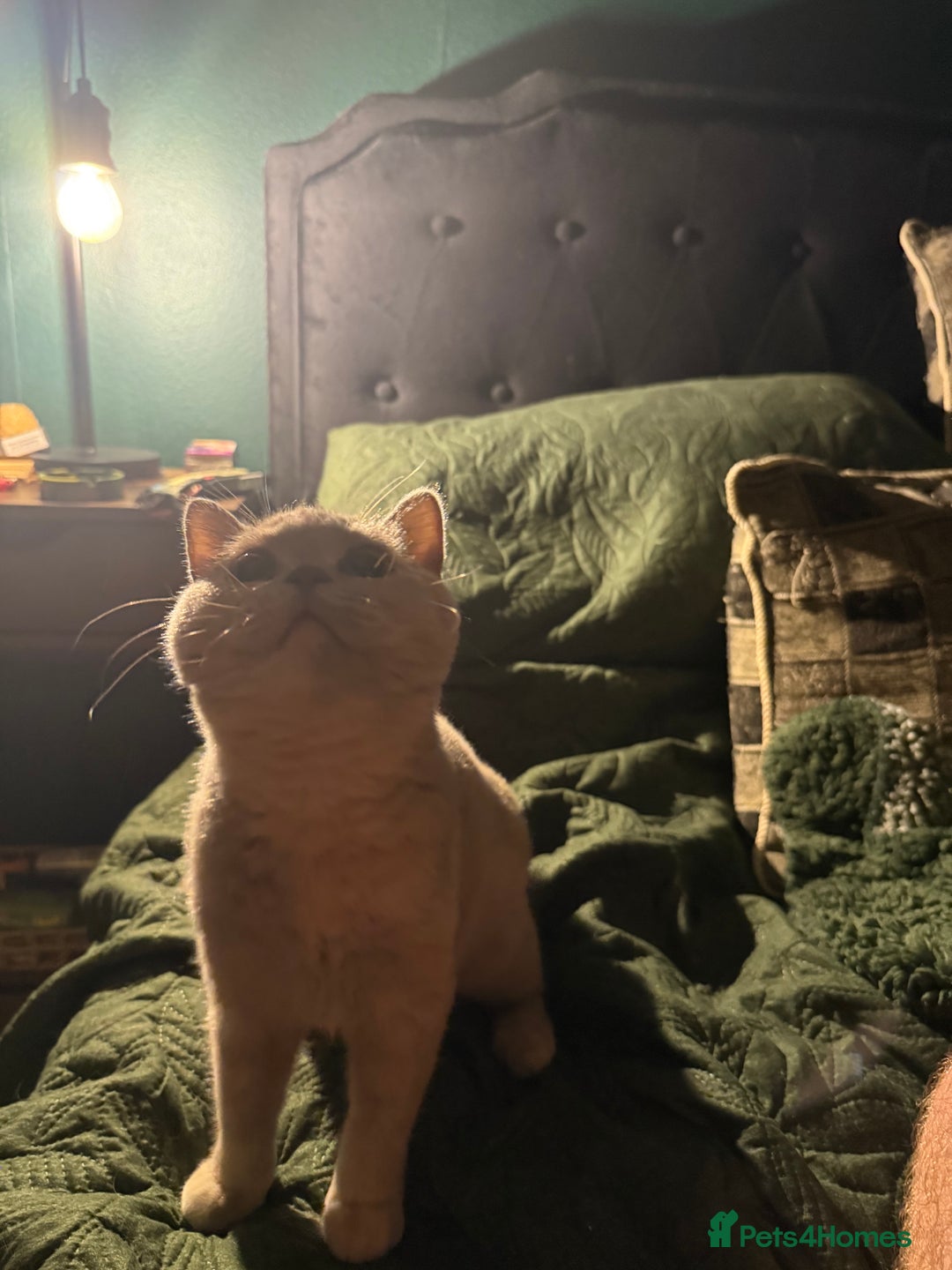 British Shorthair cats for sale: Ready nowBeautiful lilac tortie kitten - Image 7