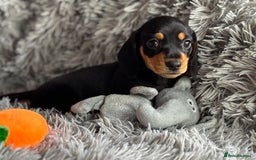 Miniature Dachshund dogs for sale: Gorgeous PRA Clear KC Reg Miniature Dachshund  - Image 8