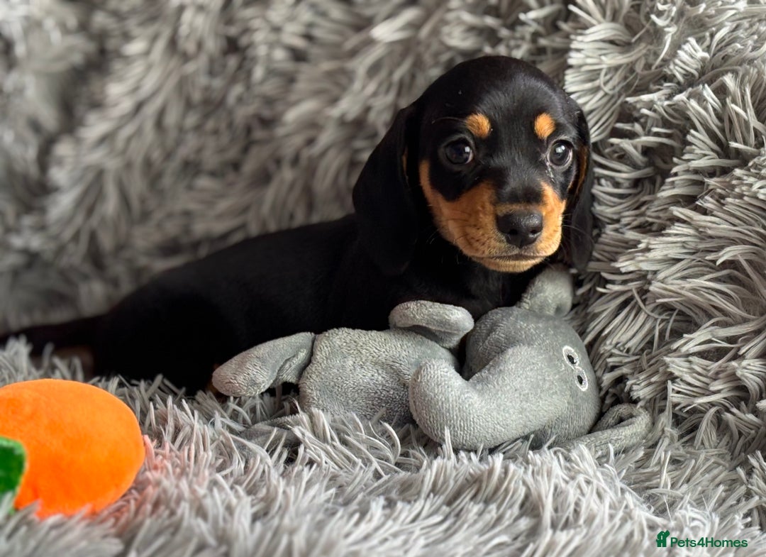 Miniature Dachshund dogs for sale: Gorgeous PRA Clear KC Reg Miniature Dachshund  - Image 8