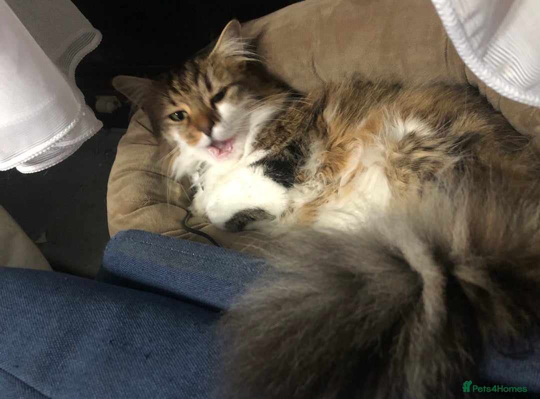 Maine Coon cats for sale: XXL Maine Coon kittens 🔥rare Black Smoke  - Image 36