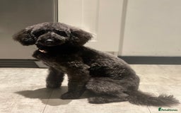 Labradoodle dogs for sale: Looking for a forever home  - Image 2