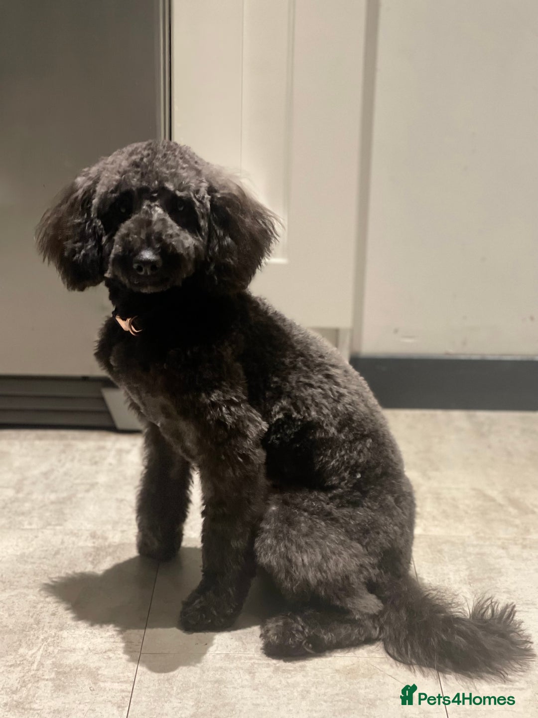 Labradoodle dogs for sale: Looking for a forever home  - Image 2