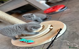 British Shorthair cats for sale: Champion mum & dad litter 1 🩵 & 1 🩷 - Image 14