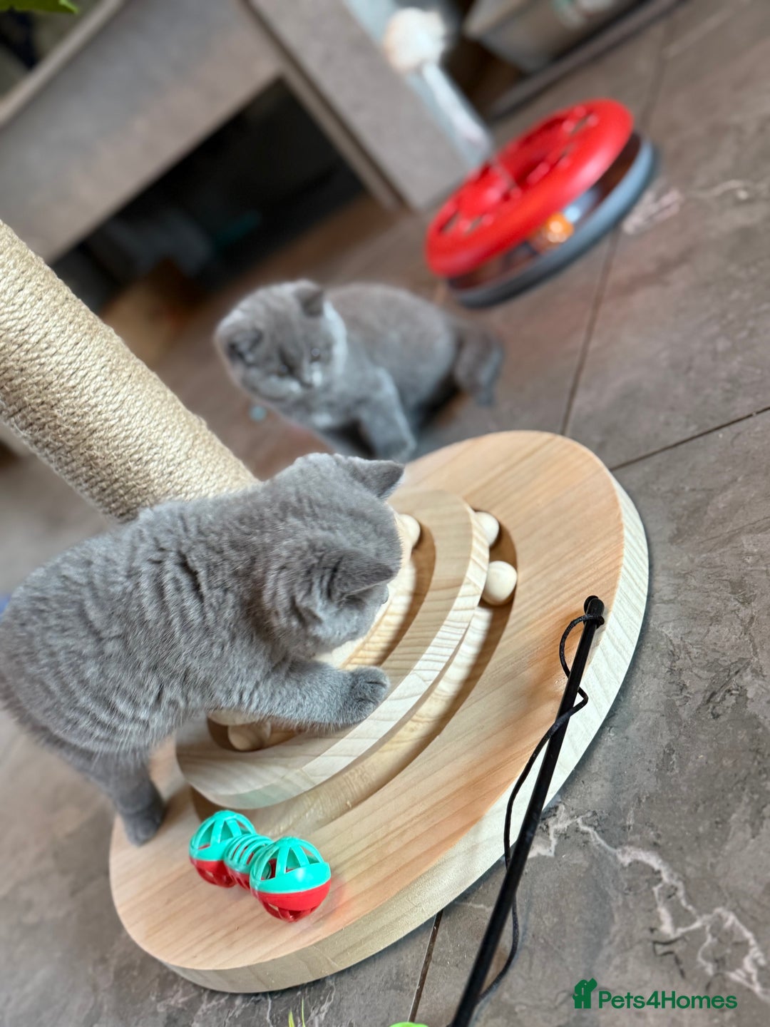 British Shorthair cats for sale: Champion mum & dad litter 1 🩵 & 1 🩷 - Image 14